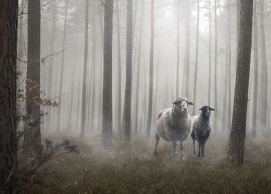 Mystic sheep in a forest