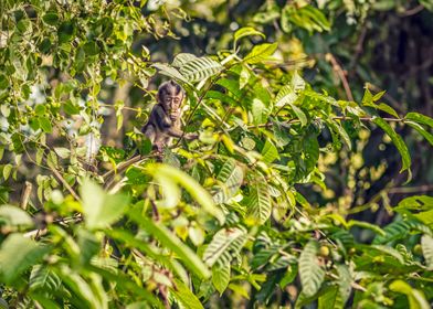 Baby monkey in a tree