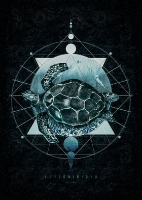 Sea Turtle and Geometry