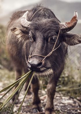 Vietnamese Cow