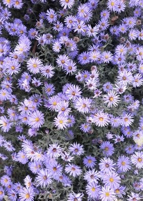 Purple Chrysanthemums bed