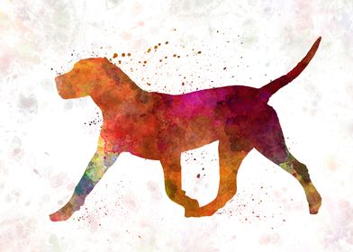 Dogo Canario in watercolor