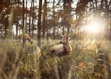 Stag in a forest at sunset