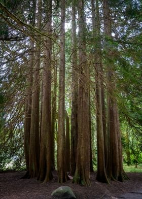 Tall Trees