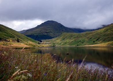 Wild Scotland