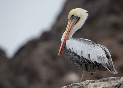 Peruvian pelican