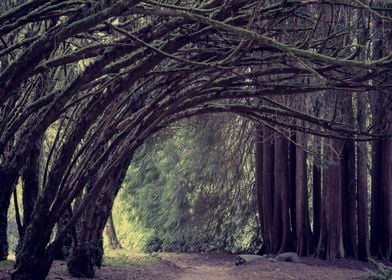 Forest Path