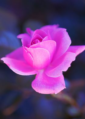 Pink Rose