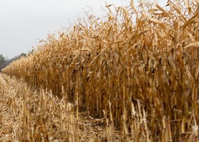 Dry corn field