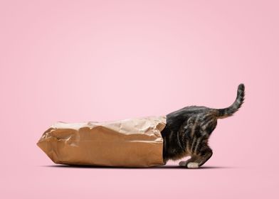 Curious Cat Inside A Bag