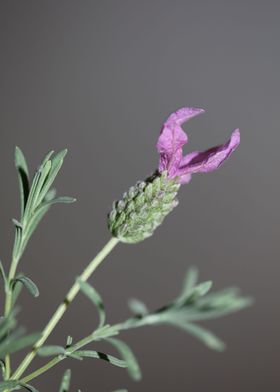 Lavandula flower close up