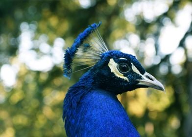 Peacock Headshot Profile