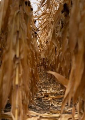 Dry corn field