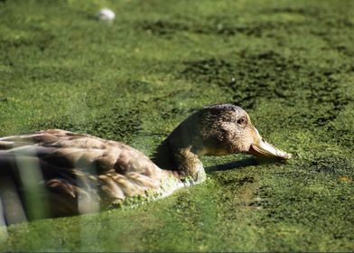 Female Mallard Duck