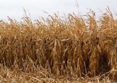 Corn field