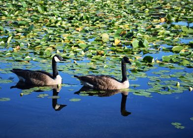 Canadian Geese Pair