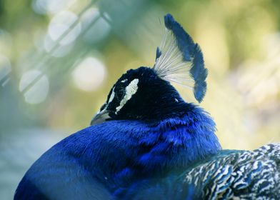 Resting Peacock Portrait 