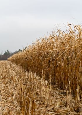 Dry corn field