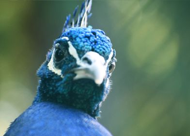 Angry Peacock