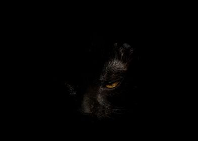 Black cat