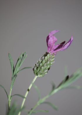Lavandula flower close up