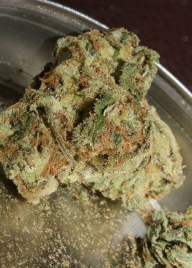 Medical cannabis close up