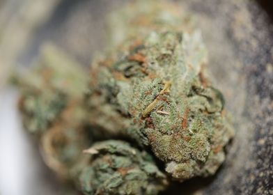 Medical cannabis marihuana