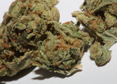 Medical cannabis weed buds