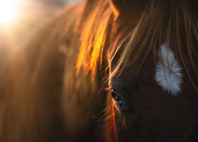 Horse At Sunrise