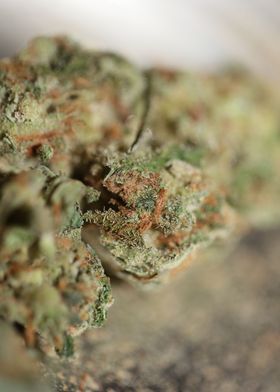 Medical cannabis marihuana