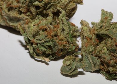 Medical cannabis weed buds