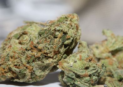 Medical cannabis weed buds