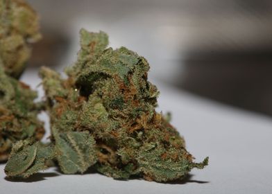 Medical cannabis close up