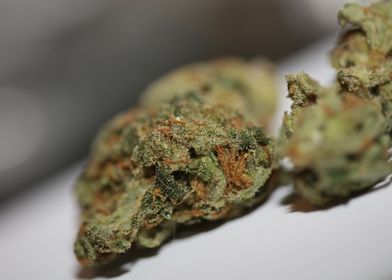 Medical cannabis weed buds