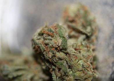 Medical cannabis close up