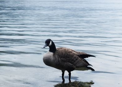 Lone Canadian Goose