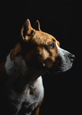 Dog Portrait 2