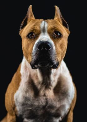 Dog Portrait 1