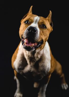 Dog Portrait Smile 