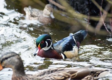 Male Wood Duck