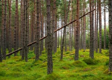 Cairngorms National Park