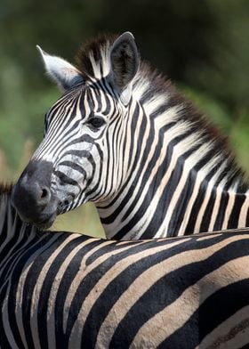 Zebra Portrait