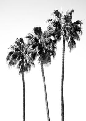 Palm Trees Black White 4