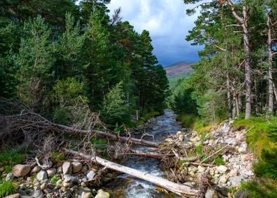 Fallen Trees