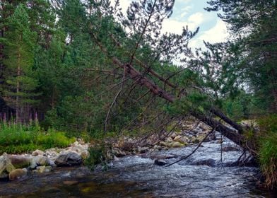 Shady side of a River