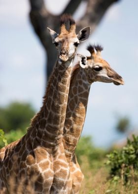 Giraffe Portrait