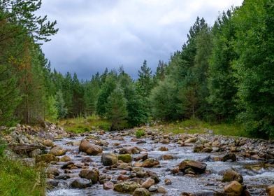 Forest and River