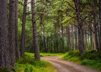 Forest Path