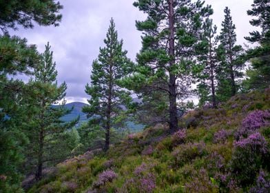 Hilltop Trees