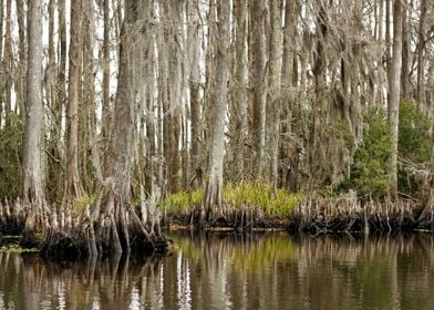 Roots on the Bayou